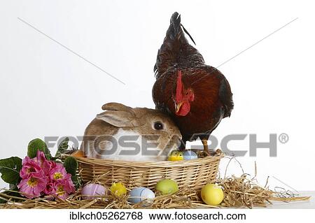 Stock Photo - Dwarf rabbit and dwarf cock, Easter bunny, Easter nest, Easter eggs, dwarf chicken, domestic rabbit. Fotosearch