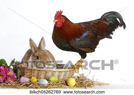 Dwarf rabbit and dwarf cock, Easter bunny, Easter nest, Easter eggs, dwarf chicken, domestic rabbit View Large Photo Image Stock Photo - Dwarf rabbit and dwarf cock, Easter bunny, Easter nest, Easter eggs, dwarf chicken, domestic rabbit. Fotosearch