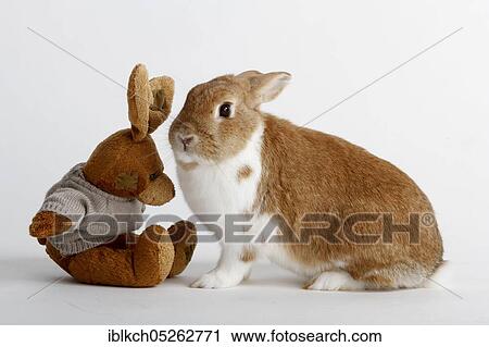 Dwarf rabbits and stuffed rabbits, domestic rabbits, soft toy, toys View Large Photo Image Stock Image - Dwarf rabbits and stuffed rabbits, domestic rabbits, soft toy, toys. Fotosearch