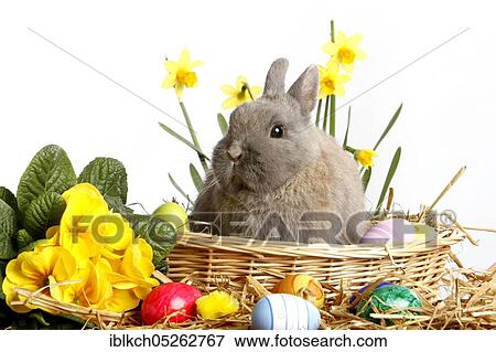 Dwarf rabbits, Easter bunny, Easter nest, Easter eggs, domestic rabbits View Large Photo Image Stock Photo - Dwarf rabbits, Easter bunny, Easter nest, Easter eggs, domestic rabbits. Fotosearch