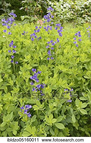 Dyer's husk (Baptisia tinctoria), wild indigo View Large Photo Image Stock Image - Dyer's husk (Baptisia tinctoria), wild indigo. Fotosearch