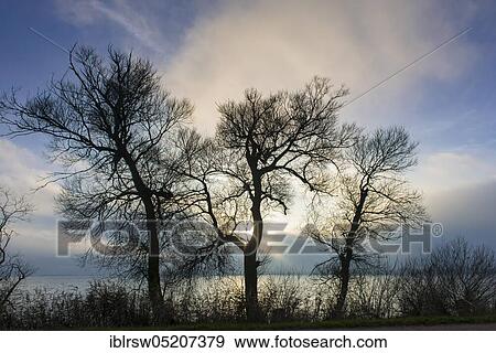 Dümmer Lake, Dümmerlohhausen, Lower Saxony, Germany, Europe View Large Photo Image Stock Photo - Dümmer Lake, Dümmerlohhausen, Lower Saxony, Germany, Europe. Fotosearch