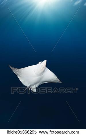 Stock Photography - Eagle ray, Aebatus narinari, Florida Islands, Solomon Islands, Oceania. Fotosearch