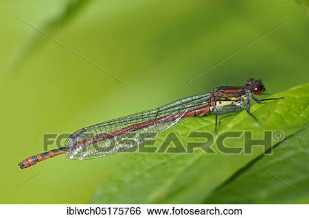 Early Adonis damselfly, June, Oberhausen, North Rhine-Westphalia, Germany, Europe View Large Photo Image Stock Photograph - Early Adonis damselfly, June, Oberhausen, North Rhine-Westphalia, Germany, Europe. Fotosearch