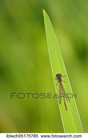 Early Adonis damselfly, June, Oberhausen, North Rhine-Westphalia, Germany, Europe View Large Photo Image Stock Photography - Early Adonis damselfly, June, Oberhausen, North Rhine-Westphalia, Germany, Europe. Fotosearch