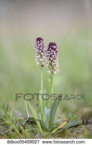Early fire orchid, Riedenburg, Bavaria (Orchis ustulata var. ustulata), Germany, Europe View Large Photo Image Stock Photo - Early fire orchid, Riedenburg, Bavaria (Orchis ustulata var. ustulata), Germany, Europe. Fotosearch