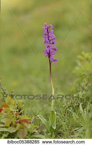 Early purple orchid (Orchis mascula), Lower Saxony, Germany, Europe View Large Photo Image Stock Photography - Early purple orchid (Orchis mascula), Lower Saxony, Germany, Europe. Fotosearch