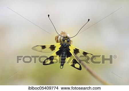 Eastern butterfly, Istria (Libelloides macaronius), Croatia, Europe View Large Photo Image Picture - Eastern butterfly, Istria (Libelloides macaronius), Croatia, Europe. Fotosearch