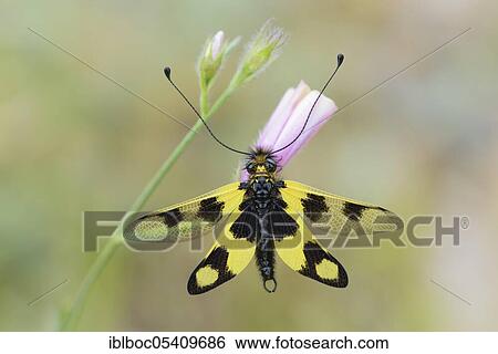 Eastern butterfly, Istria (Libelloides macaronius), Croatia, Europe View Large Photo Image Stock Photograph - Eastern butterfly, Istria (Libelloides macaronius), Croatia, Europe. Fotosearch