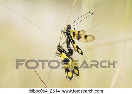 Picture - Eastern butterfly moth, Rabac, Istria (Libelloides macaronius), Croatia, Europe. Fotosearch