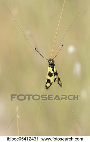 Eastern butterfly moth, Rabac, Istria (Libelloides macaronius), Croatia, Europe View Large Photo Image Stock Image - Eastern butterfly moth, Rabac, Istria (Libelloides macaronius), Croatia, Europe. Fotosearch