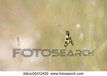 Eastern butterfly moth, Rabac, Istria (Libelloides macaronius), Croatia, Europe View Large Photo Image Stock Image - Eastern butterfly moth, Rabac, Istria (Libelloides macaronius), Croatia, Europe. Fotosearch