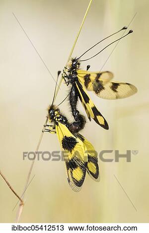 Eastern butterfly moth, Rabac, Istria (Libelloides macaronius), Croatia, Europe View Large Photo Image Stock Image - Eastern butterfly moth, Rabac, Istria (Libelloides macaronius), Croatia, Europe. Fotosearch