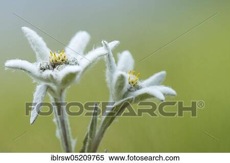 Edelweiss (Leontopodium alpinum), Carinthia, Austria, Europe View Large Photo Image Stock Photography - Edelweiss (Leontopodium alpinum), Carinthia, Austria, Europe. Fotosearch