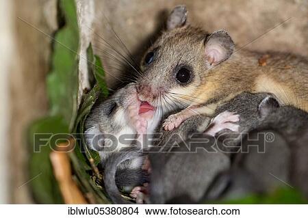 Picture - Edible dormouse (Glis glis), female with youngs. Fotosearch