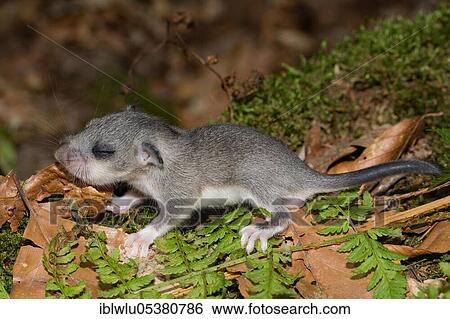 Edible dormouse (Glis glis), young View Large Photo Image Stock Photograph - Edible dormouse (Glis glis), young. Fotosearch