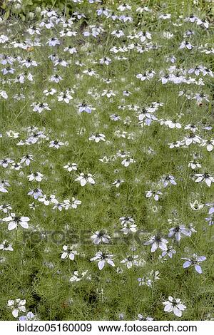Egyptian black cumin, Black cumin (Nigella sativa) View Large Photo Image Stock Photo - Egyptian black cumin, Black cumin (Nigella sativa). Fotosearch