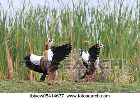 Egyptian goose, pair, Rondevlei Nature Reserve, Western Cape, South Africa, Africa View Large Photo Image Stock Photo - Egyptian goose, pair, Rondevlei Nature Reserve, Western Cape, South Africa, Africa. Fotosearch