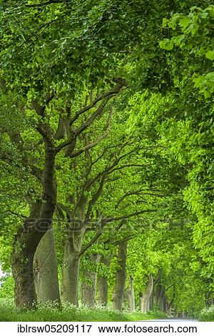 Stock Photo - Eichenallee, Spring, Island of Rügen, Mecklenburg-Western Pomerania, Germany, Europe. Fotosearch