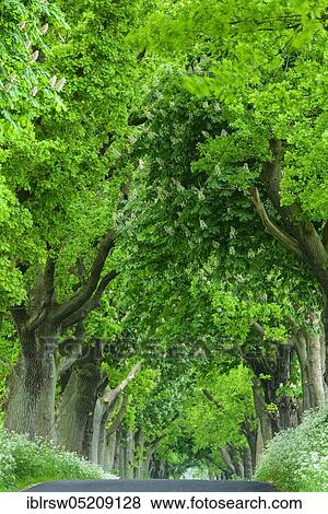 Eichenallee, Spring, Island of Rügen, Mecklenburg-Western Pomerania, Germany, Europe View Large Photo Image Stock Photo - Eichenallee, Spring, Island of Rügen, Mecklenburg-Western Pomerania, Germany, Europe. Fotosearch