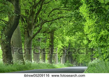 Stock Photograph - Eichenallee, Spring, Island of Rügen, Mecklenburg-Western Pomerania, Germany, Europe. Fotosearch