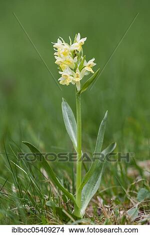 Elder-flowered Orchid (Dactylorhiza sambucina), Bavarian Forest, Bavaria, Germany, Europe View Large Photo Image Picture - Elder-flowered Orchid (Dactylorhiza sambucina), Bavarian Forest, Bavaria, Germany, Europe. Fotosearch