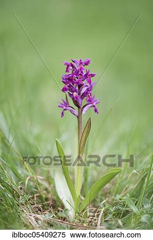 Stock Photography - Elder-flowered Orchid (Dactylorhiza sambucina), Bavarian Forest, Bavaria, Germany, Europe. Fotosearch