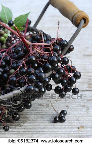 Picture - Elder (Sambucus nigra) berries in basket. Fotosearch