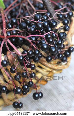 Stock Image - Elder (Sambucus nigra) berries in basket. Fotosearch