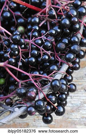 Stock Photograph - Elder (Sambucus nigra) berries in basket. Fotosearch