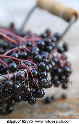 Stock Photography - Elder (Sambucus nigra) berries in basket. Fotosearch