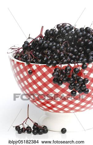 Picture - Elder (Sambucus nigra) berries in shell. Fotosearch