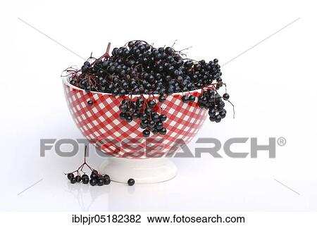 Stock Image - Elder (Sambucus nigra) berries in shell. Fotosearch
