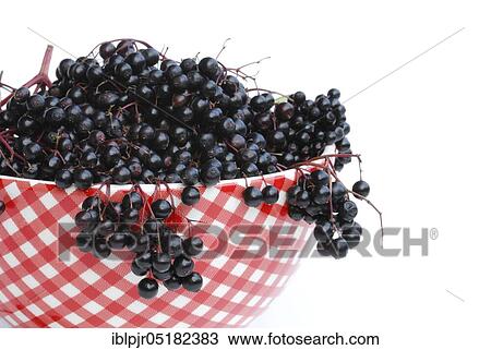 Stock Image - Elder (Sambucus nigra) berries in shell. Fotosearch