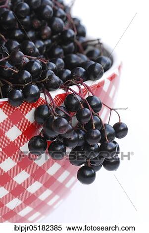 Stock Photography - Elder (Sambucus nigra) berries in shell. Fotosearch