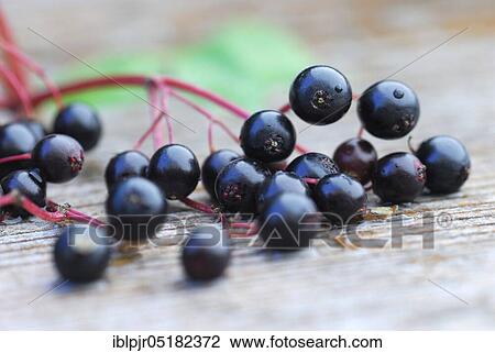 Stock Image - Elder (Sambucus nigra) berry. Fotosearch