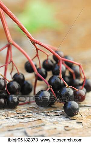 Stock Image - Elder (Sambucus nigra) berry. Fotosearch