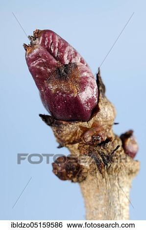 Elder (Sambucus nigra), buds View Large Photo Image Stock Photograph - Elder (Sambucus nigra), buds. Fotosearch