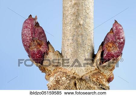 Elder (Sambucus nigra), buds View Large Photo Image Stock Photography - Elder (Sambucus nigra), buds. Fotosearch