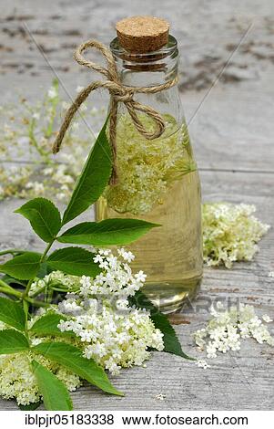 Elderflower vinegar, flower vinegar, vinegar, wine vinegar, flower (Sambucus nigra) View Large Photo Image Stock Photo - Elderflower vinegar, flower vinegar, vinegar, wine vinegar, flower (Sambucus nigra). Fotosearch