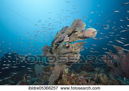 Elephant ear sponge in reef (Ianthella basta), Florida Islands, Solomon Islands, Oceania View Large Photo Image Stock Photo - Elephant ear sponge in reef (Ianthella basta), Florida Islands, Solomon Islands, Oceania. Fotosearch