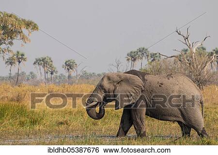 Elephant, Moremi Game Reserve, Okavango Delta (Loxodonta africana), Botswana, Africa View Large Photo Image Stock Photograph - Elephant, Moremi Game Reserve, Okavango Delta (Loxodonta africana), Botswana, Africa. Fotosearch