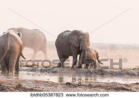 Elephants, Nxai National Park (Loxodonta africana), Botswana, Africa View Large Photo Image Stock Image - Elephants, Nxai National Park (Loxodonta africana), Botswana, Africa. Fotosearch