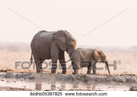 Elephants, Nxai National Park (Loxodonta africana), Botswana, Africa View Large Photo Image Stock Photography - Elephants, Nxai National Park (Loxodonta africana), Botswana, Africa. Fotosearch