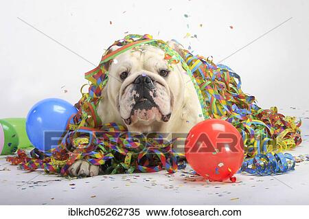 English bulldog, male dog, streamers, balloons View Large Photo Image Stock Photography - English bulldog, male dog, streamers, balloons. Fotosearch