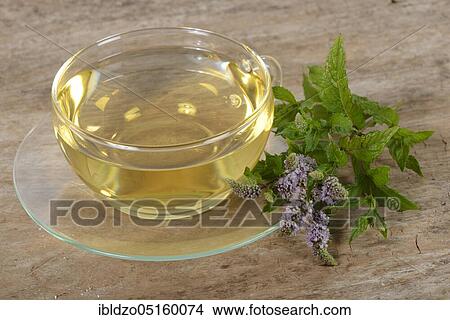 English green mint (Mentha spicata), cup of mint tea, green mint, mint tea View Large Photo Image Picture - English green mint (Mentha spicata), cup of mint tea, green mint, mint tea. Fotosearch