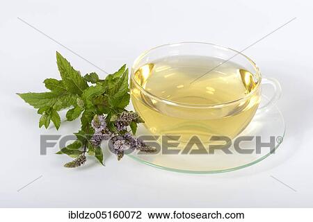 Stock Image - English green mint (Mentha spicata), cup of mint tea, green mint, mint tea. Fotosearch