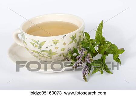 Stock Image - English green mint (Mentha spicata), cup of mint tea, green mint, mint tea. Fotosearch