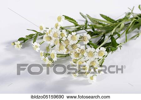 English mace (Achillea decolorans) (Achillea ageratum), sweet Nancy, sweet yarrow View Large Photo Image Stock Image - English mace (Achillea decolorans) (Achillea ageratum), sweet Nancy, sweet yarrow. Fotosearch