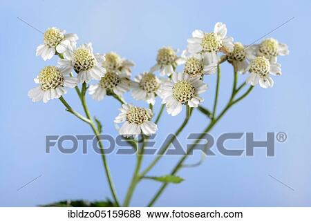 English mace (Achillea decolorans) (Achillea ageratum), sweet Nancy, sweet yarrow View Large Photo Image Stock Photo - English mace (Achillea decolorans) (Achillea ageratum), sweet Nancy, sweet yarrow. Fotosearch